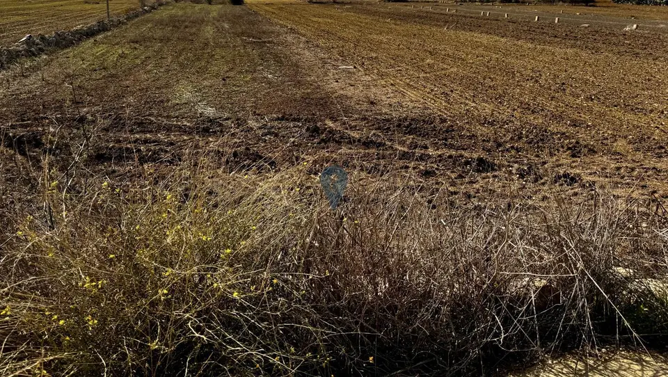 Field for sale in Gozo - Gharb